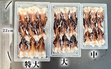 【見た目訳あり】とり貝お刺身 (大9枚入り)5セット 岬だより