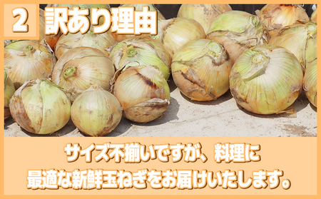 【5-6月出荷】 訳あり 玉ねぎ 3kg (1箱) 家庭用 大きさ不揃い 先行予約 たまねぎ