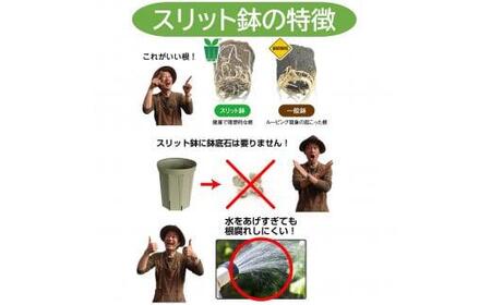 スリット鉢2個 10号 シェルピンク