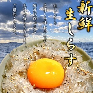 生しらす 200g ( 100g × 2袋 ) 冷凍 刺身 真空パック ごはん 丼 しらす サラダ 魚 料理 愛知県 南知多町 師崎 シラス 小魚