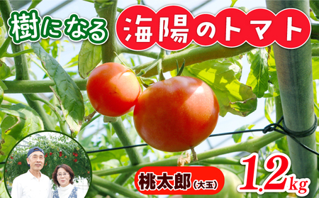 樹になるトマト 海陽のトマト 桃太郎 ホープ THファーム ハイボニカ農法 減農薬 高糖度 リコピン トマト 桃太郎 ホープ ふるさと納税トマト ふるさと納税桃太郎 愛知県 南知多町
