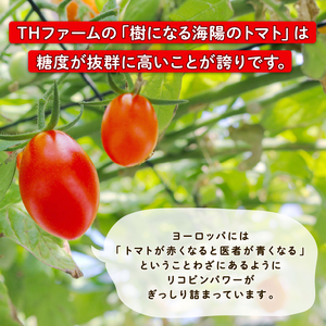 樹になるトマト 海陽のトマト 桃太郎 ホープ THファーム ハイボニカ農法 減農薬 高糖度 リコピン トマト 桃太郎 ホープ ふるさと納税トマト ふるさと納税桃太郎 愛知県 南知多町
