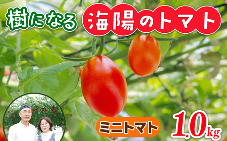 樹になるトマト 海陽のトマト ミニトマト アイコ ピンキー トレモロ THファーム ハイボニカ農法 減農薬 高糖度 リコピン トマト ふるさと納税トマト ふるさと納税ミニトマト 愛知県 南知多町