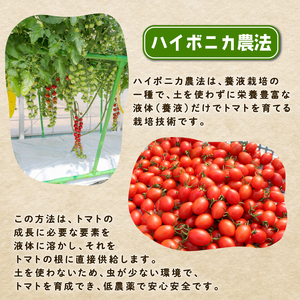 樹になるトマト 海陽のトマト ミニトマト アイコ ピンキー トレモロ THファーム ハイボニカ農法 減農薬 高糖度 リコピン トマト ふるさと納税トマト ふるさと納税ミニトマト 愛知県 南知多町