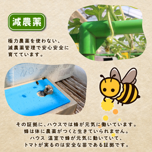 樹になるトマト 海陽のトマト ミニトマト アイコ ピンキー トレモロ THファーム ハイボニカ農法 減農薬 高糖度 リコピン トマト ふるさと納税トマト ふるさと納税ミニトマト 愛知県 南知多町