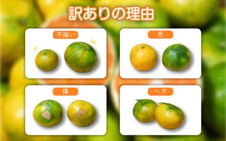 訳あり 温州みかん 約2kg 早生 みかん