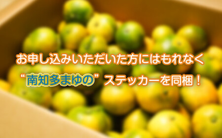 訳あり 温州みかん 約2kg 早生 みかん