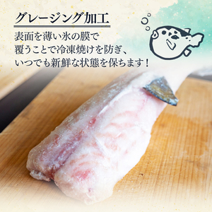 サバフグ むき身 500g 訳あり不揃い