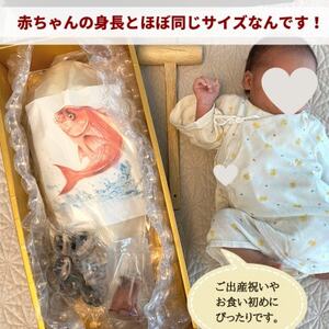 天然真鯛の塩釜(XL・無添加・木槌付)CAS冷凍!誕生日プレゼント、出産祝い、お食い初めに<訳あり>