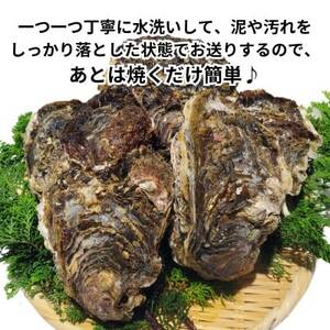 先行予約 XXL・天然岩牡蠣600g(1個・殻付き・生食用岩ガキの特上品)CAS冷凍カキ