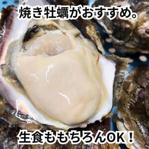 先行予約 XXL・天然岩牡蠣600g(1個・殻付き・生食用岩ガキの特上品)CAS冷凍カキ