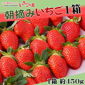 【2026年1月上旬発送開始】まるは食堂 マルハリゾート いちごの丘の『朝摘みいちご』1箱（1箱約450g） ※2026年1月上旬～3月下旬頃に順次発送予定 ※北海道・沖縄・離島への配送不可 ※着日指定不可