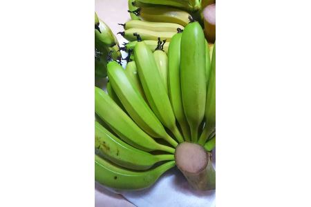 超希少！美浜町産バナナ（モッチリ系の品種）たっぷり2kg入り！
