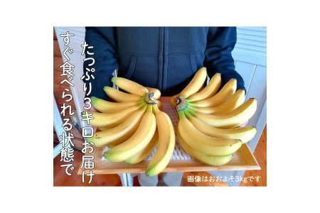 超希少!国産完熟バナナ(モッチリ系の品種)たっぷり3kg すぐ食べられる状態でお届け! ｜ 美浜町産 産地直送