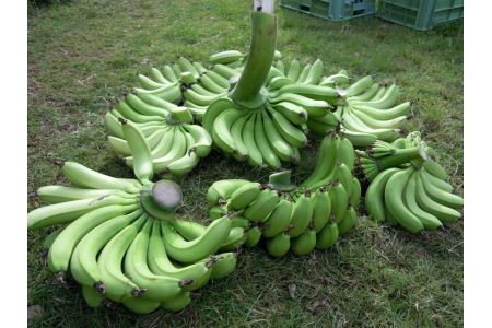 美浜町産ばななオーナー制度 ◆