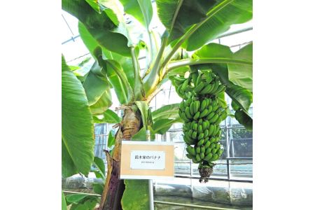 美浜町産ばななオーナー制度 ◆