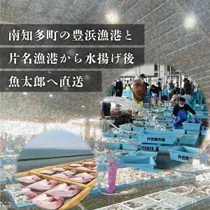 特大天然鯛ひものセット　汐干し　しお干し　塩干し　味醂干し　みりん干し　鯛　たい　ひもの　干物　干物セット　自家製　国産　新鮮　美浜町　愛知県 　冷凍　※北海道・沖縄・離島への配送不可