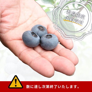 大粒ブルーベリー品種ミックス 125g×6パック 果物 くだもの フルーツ ヨーグルト ジャム 国産 愛知県産 ※2026年6月上旬~8月上旬頃に順次発送予定 ※北海道・沖縄・離島への配送不可