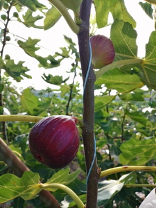 【ふるなびWEEK対象】いちじく農家が作るこだわりの無添加いちじくジャム3本セット fw6 FN-Limited-PR