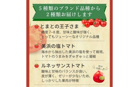 完熟トマト食べ比べセット1kg 約3種類のトマト 美味しさ選別 |とまと トマト 減農薬 野菜 やさい 人気 新鮮 産地直送 直売 フルーツトマト 甘い 高糖度 完熟 リコピン ビタミン ダイエット 美容 美肌 愛知県 美浜町 ※2026年1月上旬~5月下旬頃に順次発送