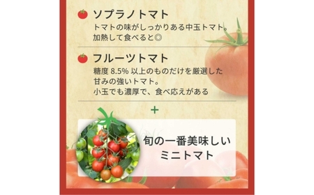 完熟トマト食べ比べセット1kg 約3種類のトマト 美味しさ選別 |とまと トマト 減農薬 野菜 やさい 人気 新鮮 産地直送 直売 フルーツトマト 甘い 高糖度 完熟 リコピン ビタミン ダイエット 美容 美肌 愛知県 美浜町 ※2026年1月上旬~5月下旬頃に順次発送