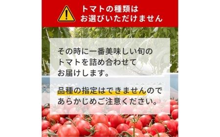 完熟トマト食べ比べセット1kg 約3種類のトマト 美味しさ選別 |とまと トマト 減農薬 野菜 やさい 人気 新鮮 産地直送 直売 フルーツトマト 甘い 高糖度 完熟 リコピン ビタミン ダイエット 美容 美肌 愛知県 美浜町 ※2026年1月上旬~5月下旬頃に順次発送
