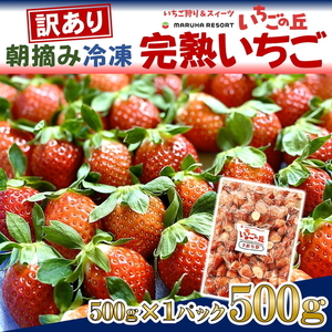 まるは食堂 マルハリゾート いちごの丘 『訳あり』 完熟 冷凍いちご 500g | 訳あり いちご イチゴ 冷凍 国産 完熟 スムージー ジャム ヨーグルト シャーベット デザート アイス おやつ 果物 フルーツ 愛知県 美浜町 ※北海道・沖縄・離島への配送不可