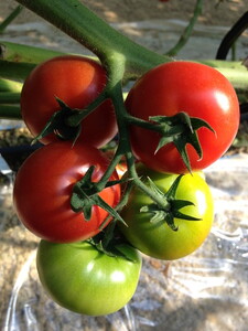 とまとの王子さま　約2.8kg ※2026年1月上旬～5月下旬頃に順次発送予定◆