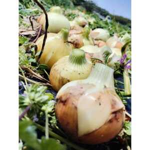 【4月から順次発送】こだわり玉ねぎ10kg　栽培期間中化学肥料/農薬不使用【1660261】