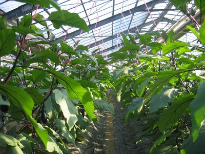 幸田町産「とげなし美茄子」 5kg ｜ なす ナス 茄子 野菜 ※11月～6月に順次発送予定