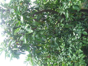 《数量限定》幸田町産「グリーンハウスみかん 2kg 化粧箱」 ※2026年8月中旬から9月上旬に順次発送予定 みかん 蜜柑 果物 フルーツ 