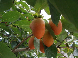 幸田町特産「筆柿」3kg 化粧箱入り ※2026年9月下旬から10月下旬頃に順次発送予定※ 柿 かき フルーツ 果物 ギフト