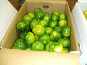 《数量限定》幸田町産「温室（ハウス）みかん」5kg ※2026年8月中旬～9月上旬順に次発送予定 蜜柑 フルーツ 果物 柑橘 みかん お取り寄せ