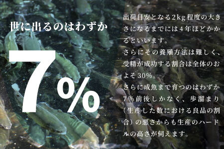 国産サーモン 生食可 無添加 絹姫サーモン カット 200g（100g×2) スペシャルトラウトサーモン 冷凍フィーレトラウトサーモン 鮭 魚 刺身 お刺身 ご当地 天然 産地直送 川育ち 味付けなし 魚介 魚介類 -120