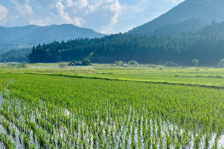 特別優秀賞受賞歴あり！令和７年度米 名倉高原米「コシヒカリ」5kg 米 お米 白米 ごはん 数量限定 愛知県産 こしひかり コシヒカリ 表彰 ブランド米 -211