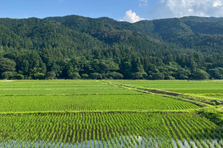 特別優秀賞受賞歴あり！令和７年度米 名倉高原米「コシヒカリ」5kg 米 お米 白米 ごはん 数量限定 愛知県産 こしひかり コシヒカリ 表彰 ブランド米 -211