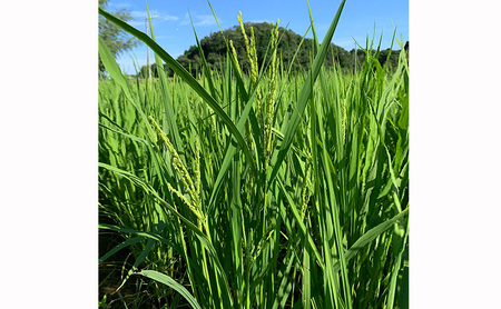 むすびの黒田米 こしひかり 5キロ [ 米 お米 5kg コシヒカリ お弁当 おむすび 冷めても美味しい ]