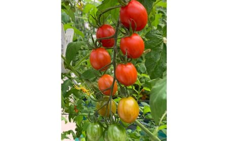 ハレノヒトマト食べ比べセット [ ハレノヒトマト(糖度10度)120g プレミアム(糖度11度以上)120g 各2個 ミニトマト とまと 野菜 フルーツトマト 化粧箱 ] 