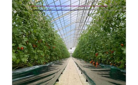 ハレノヒトマト食べ比べセット [ ハレノヒトマト(糖度10度)120g プレミアム(糖度11度以上)120g 各2個 ミニトマト とまと 野菜 フルーツトマト 化粧箱 ] 