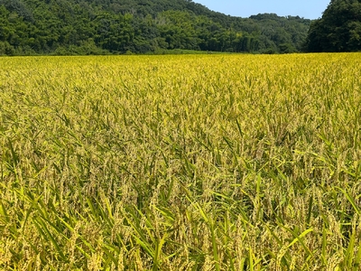 【令和5年度】鈴鹿山麓の銘水が育てた米、米どころ三重県産小山田地区「きぬひかり」10kg