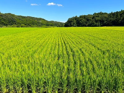 【令和5年度】鈴鹿山麓の銘水が育てた米、米どころ三重県産小山田地区「きぬひかり」15kg