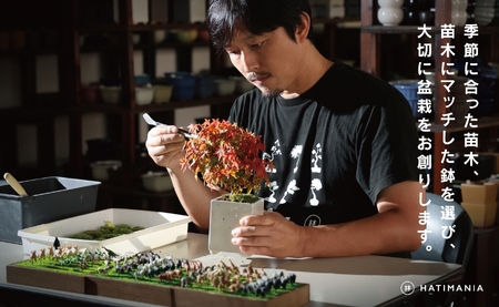 「デスクトップ盆栽」という新提案を四日市から（ミニチュアなし）