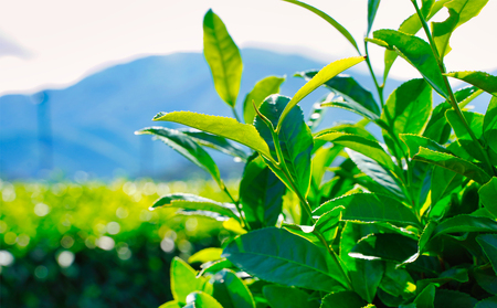 【先行予約・数量限定】玉露 1パック 一番茶の最高峰「玉露」 プレミアム・レアな美味しさ 創業130年を超える老舗 豊田宗平商店 【玉露抹茶 玉露抹茶ラテ 抹茶フラペチーノ 玉露ラテカスタム 高級日本茶 産地直送 老舗 三重県 四日市市】