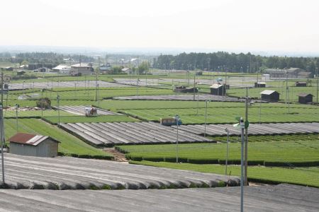 伊勢茶5袋詰め合わせ | 三重県四日市市 | ふるさと納税サイト「ふるなび」