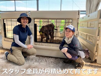 松阪牛の品評会で最優秀賞受賞歴のある 加藤牧場の黒毛和牛 ロース・肩ロース 1kg/牛肉 国産牛 国産 和牛 大容量 冷凍便 年末年始 お正月 黒毛和牛 ロース 肩ロース 肉 上質 家族 焼肉 しゃぶしゃぶ すき焼き 鍋 おいしい 美味しい 人気 おすすめ 三重県 四日市市 ふるさと納税