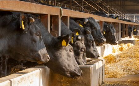 伊勢水沢牛 焼肉用 500g