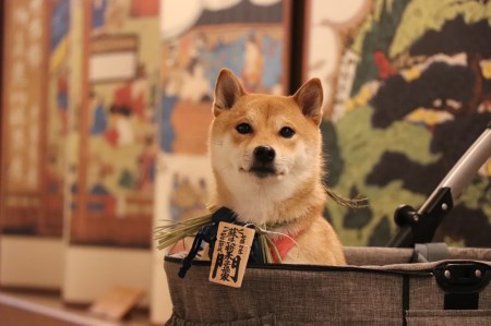 1110　愛犬参加　おかげ犬体験　小型犬　おかげ犬　愛犬　体験する　しめ縄首輪　おかげ犬体験　愛犬参加型　愛犬と行くおかげ横丁　犬連れ