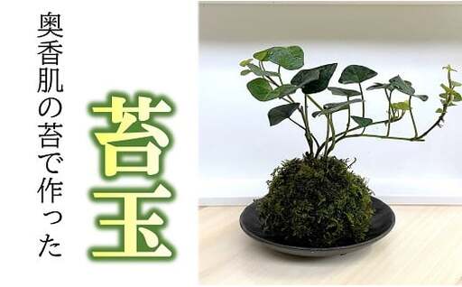 苔玉【1.1-28】
