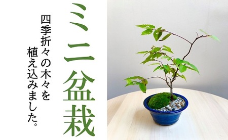 ミニ盆栽【1.2-23】