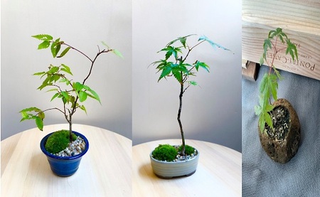 ミニ盆栽【1.2-23】